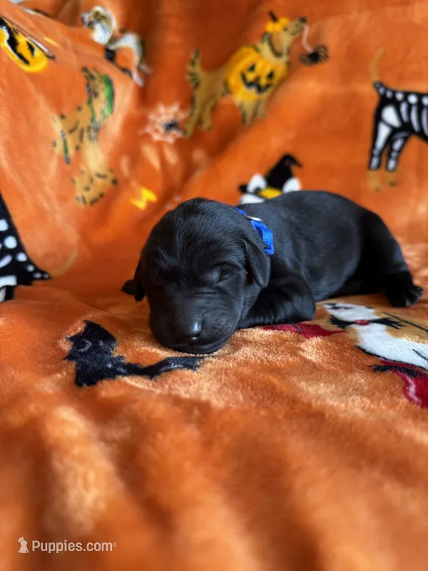 Duke – Labradoodle puppy for sale in Williamstown, KY