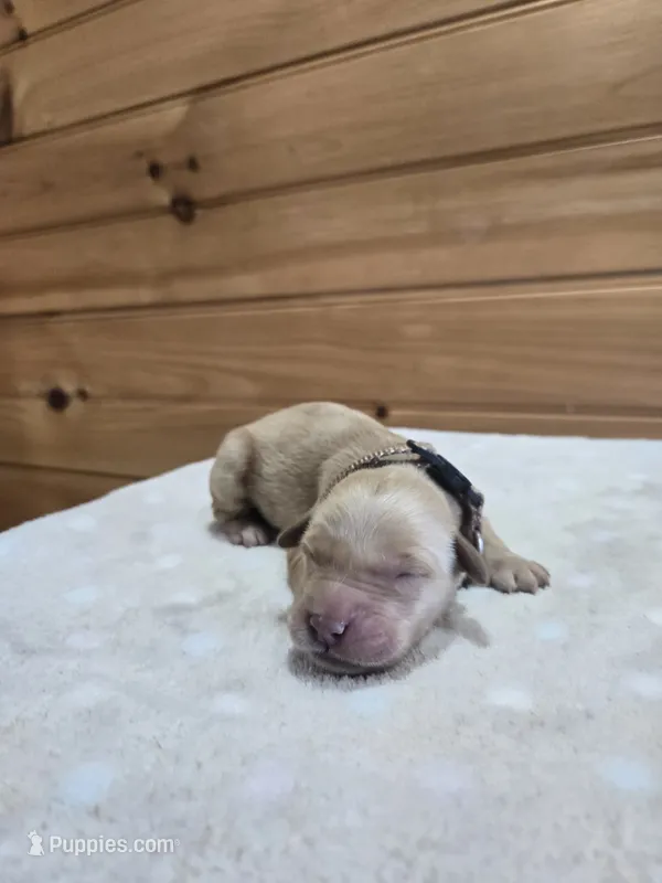 Bear – Golden Retriever puppy for sale in Williamstown, KY