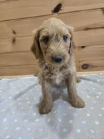 Cash, a male Labradoodle for sale in Williamstown, KY – Photo 3 of 5