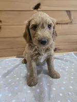 Cash, a male Labradoodle for sale in Williamstown, KY – Photo 4 of 5