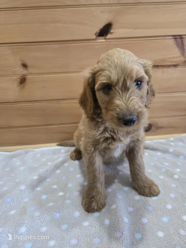 Cash – Labradoodle puppy for sale in Williamstown, KY