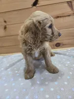 Cash, a male Labradoodle for sale in Williamstown, KY – Photo 5 of 5