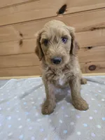 Cash, a male Labradoodle for sale in Williamstown, KY – Photo 2 of 5