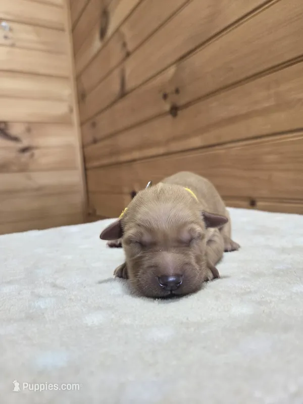 Goldie – Golden Retriever puppy for sale in Williamstown, KY
