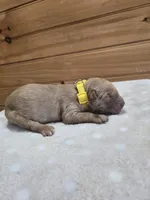 Goldie, a female Golden Retriever for sale in Williamstown, KY – 4 of 4