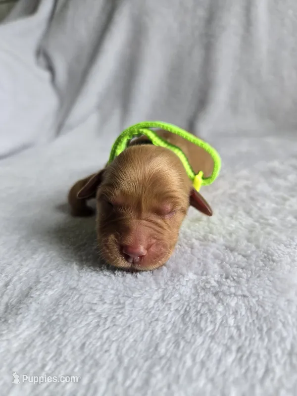Poppy – Golden Retriever puppy for sale in Williamstown, KY