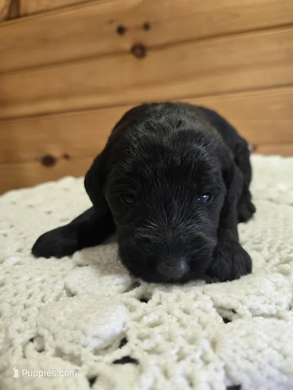 Oakley – Labradoodle puppy for sale in Williamstown, KY