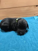 Oakley, a female Labradoodle for sale in Williamstown, KY – Photo 1 of 4