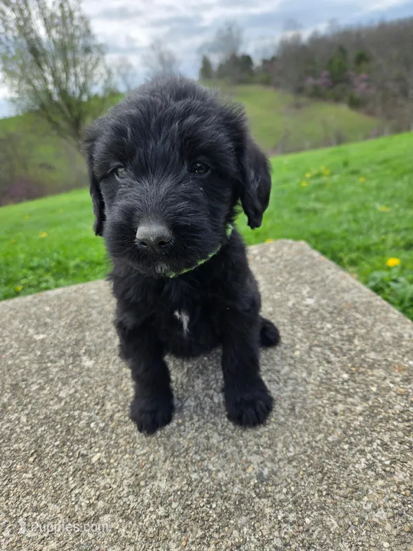 Oakley – Labradoodle puppy for sale in Williamstown, KY