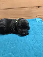 Oakley, a female Labradoodle for sale in Williamstown, KY – Photo 2 of 4