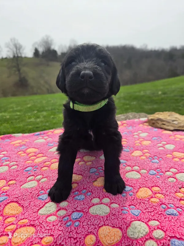 Oakley – Labradoodle puppy for sale in Williamstown, KY