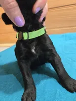 Oakley, a female Labradoodle for sale in Williamstown, KY – Photo 3 of 4