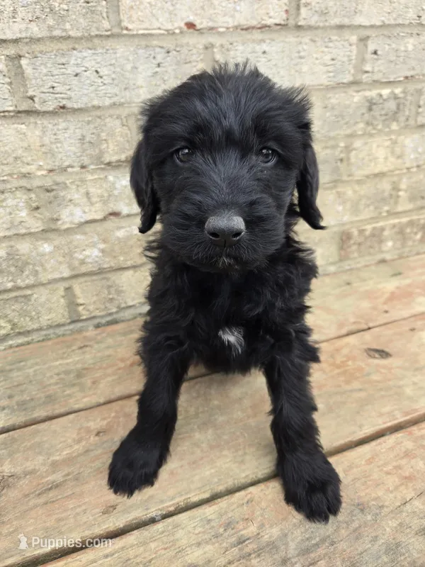 Oakley – Labradoodle puppy for sale in Williamstown, KY