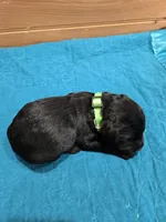 Oakley, a female Labradoodle for sale in Williamstown, KY – Photo 4 of 4