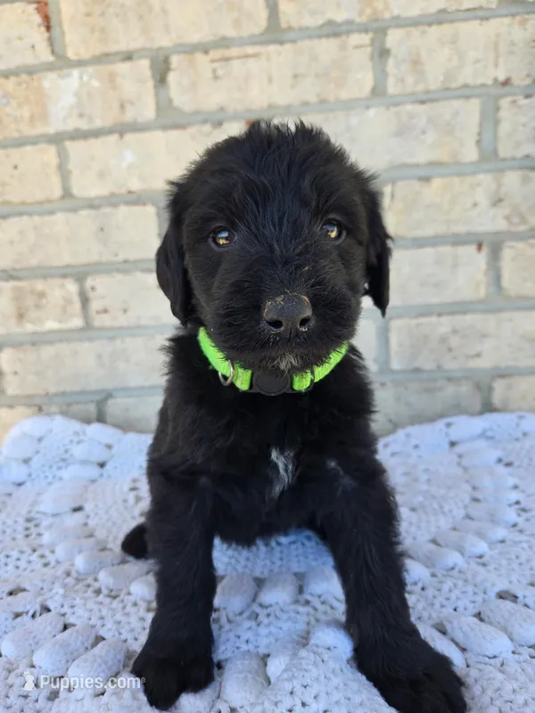 Oakley – Labradoodle puppy for sale in Williamstown, KY