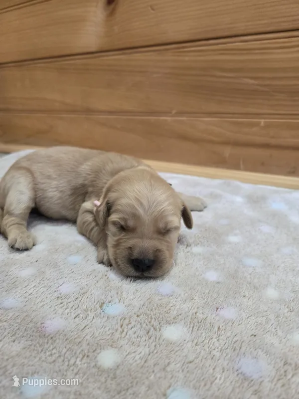 Tilly – Golden Retriever puppy for sale in Williamstown, KY