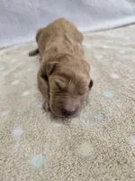 Whiskey, a male Goldendoodle for sale in Williamstown, KY – 2 of 4