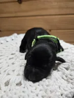 Oakley, a female Labradoodle for sale in Williamstown, KY – Photo 5 of 5