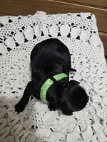 Oakley, a female Labradoodle for sale in Williamstown, KY – Photo 2 of 5