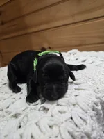 Oakley, a female Labradoodle for sale in Williamstown, KY – Photo 1 of 5