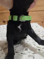 Oakley, a female Labradoodle for sale in Williamstown, KY – Photo 3 of 5