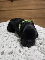 Oakley, a female Labradoodle for sale in Williamstown, KY – Photo 4 of 5