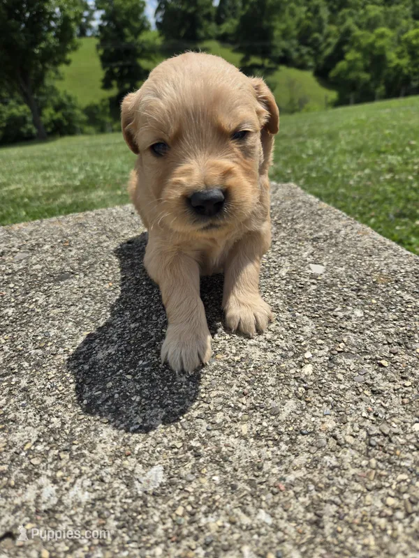 Sandy – Golden Retriever puppy for sale in Williamstown, KY