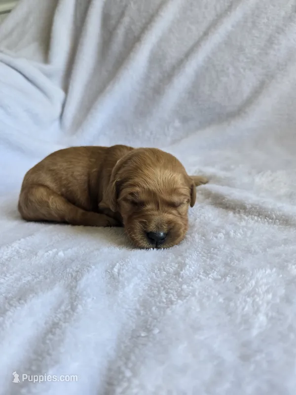 Pixie – Golden Retriever puppy for sale in Williamstown, KY