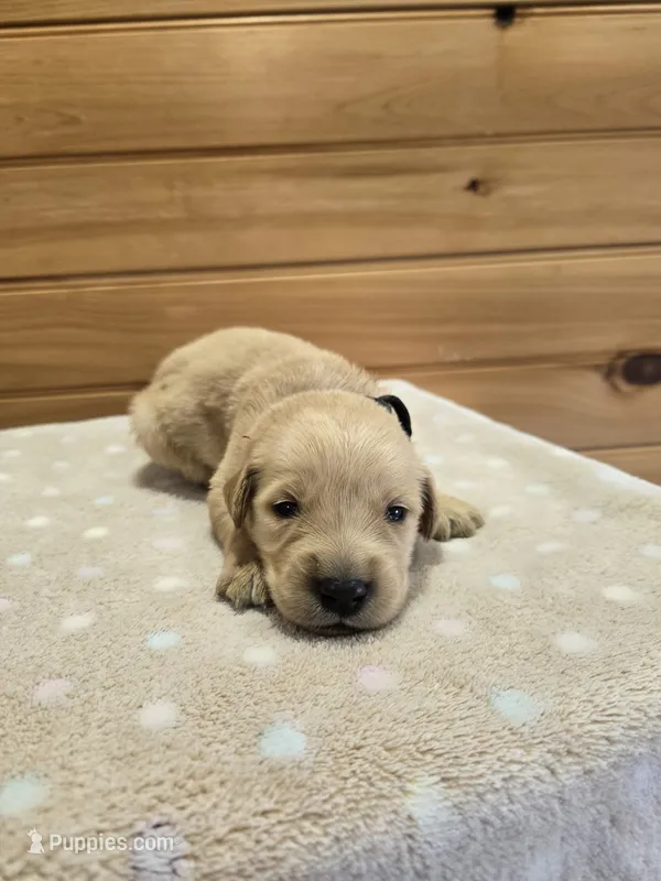 Peanut – Golden Retriever puppy for sale in Williamstown, KY