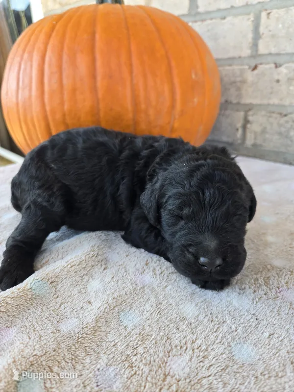 Hickery – Goldendoodle puppy for sale in Williamstown, KY