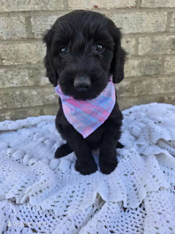 Ivy – Labradoodle puppy for sale in Williamstown, KY