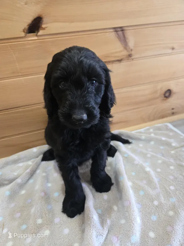 Ivy – Labradoodle puppy for sale in Williamstown, KY