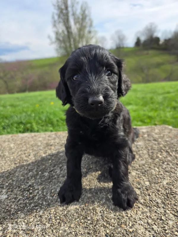 Ivy – Labradoodle puppy for sale in Williamstown, KY