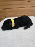 Ivy, a female Labradoodle for sale in Williamstown, KY – Photo 2 of 4