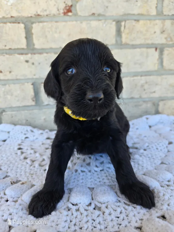 Ivy – Labradoodle puppy for sale in Williamstown, KY