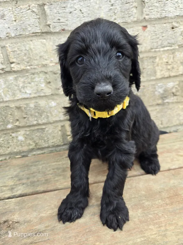 Ivy – Labradoodle puppy for sale in Williamstown, KY
