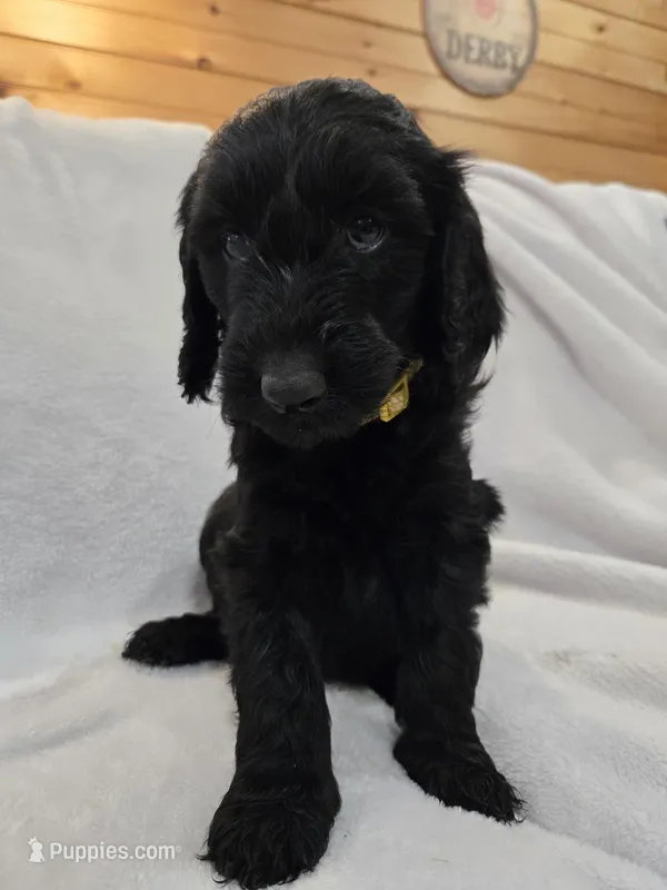 Ivy – Labradoodle puppy for sale in Williamstown, KY