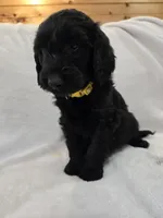 Ivy, a female Labradoodle for sale in Williamstown, KY – Photo 2 of 6