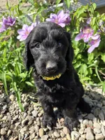 Ivy, a female Labradoodle for sale in Williamstown, KY – Photo 4 of 6