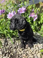 Ivy, a female Labradoodle for sale in Williamstown, KY – Photo 6 of 6