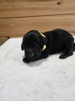 Ivy, a female Labradoodle for sale in Williamstown, KY – Photo 1 of 4