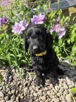Ivy, a female Labradoodle for sale in Williamstown, KY – Photo 3 of 6