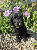 Ivy, a female Labradoodle for sale in Williamstown, KY – Photo 5 of 6