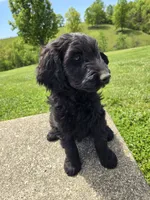 Ivy, a female Labradoodle for sale in Williamstown, KY – 5 of 5