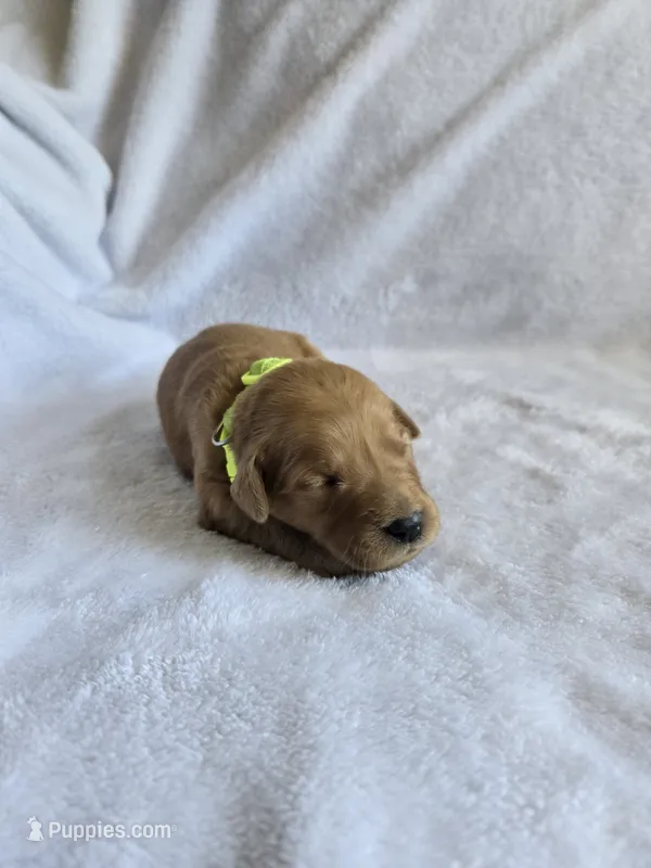Poppy – Golden Retriever puppy for sale in Williamstown, KY