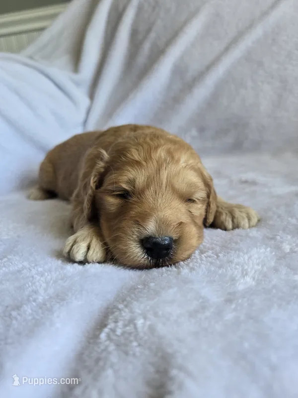 Lucy – Goldendoodle puppy for sale in Williamstown, KY