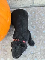 Ember, a female Goldendoodle for sale in Williamstown, KY – 3 of 5