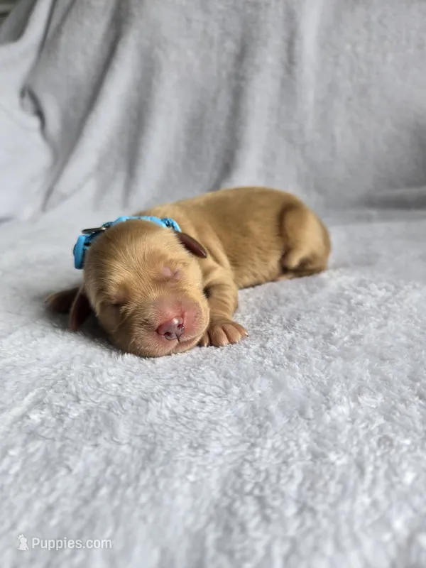 Hank – Golden Retriever puppy for sale in Williamstown, KY