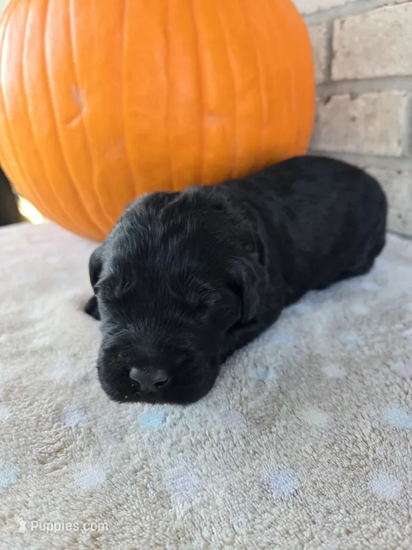 Ember – Goldendoodle puppy for sale in Williamstown, KY