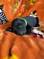 Jet, a  Labradoodle for sale in Williamstown, KY – 1 of 3